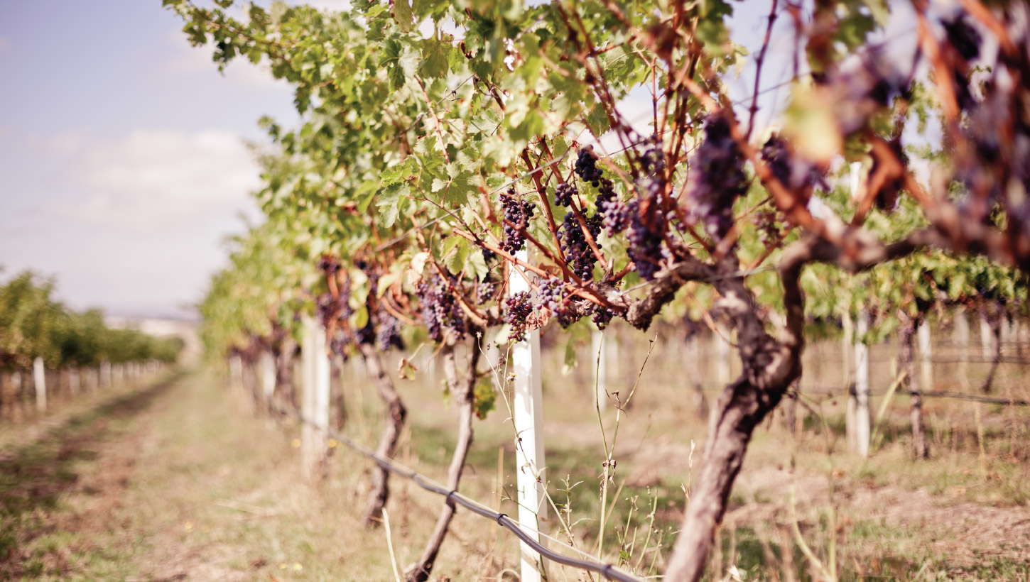 toolern vale grape vines